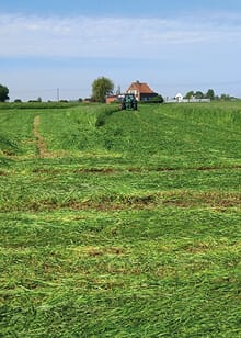 grasland groen