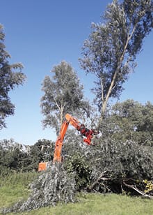 snoeiwerken lange boom